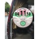 Welsh Flag TAX DISC